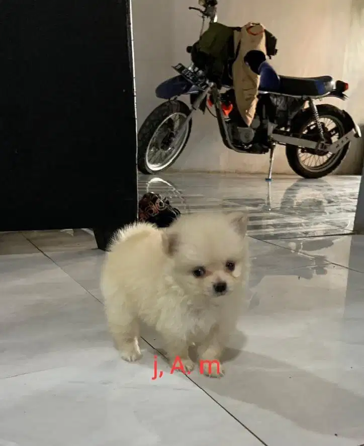 Puppies / anjing supermini pom jantan