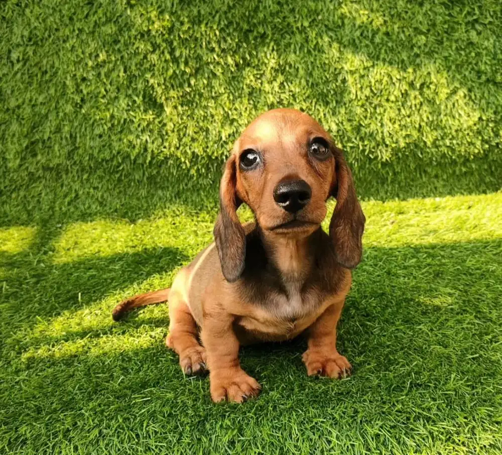 Anjing / puppies teckel betina