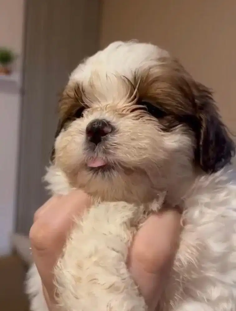 Anjing / puppies shihtzu cute