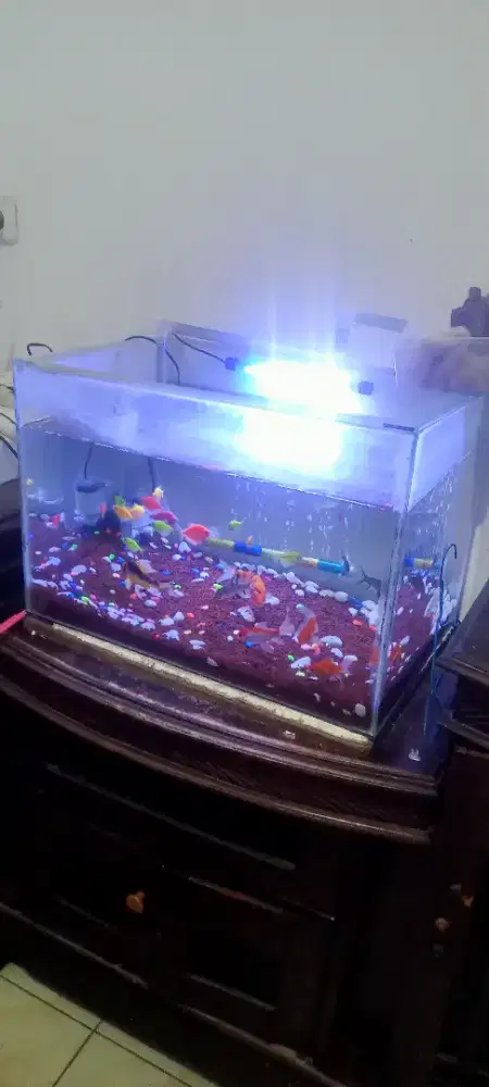 Ikan 1 set Aquarium Lok Kemanggisan