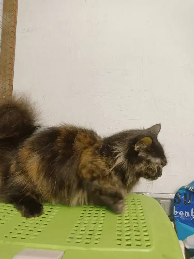 Kucing Munchkin Torite Betina