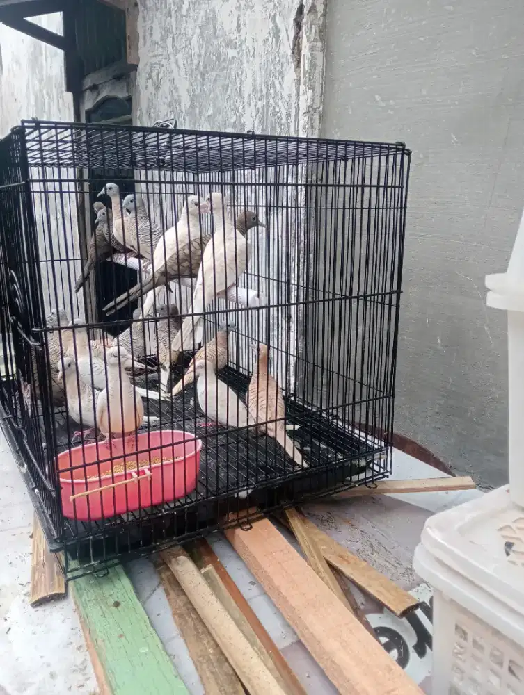 Jual perkutut warna .p.lurik.kapas golden cemani .udan mas .mojopahit