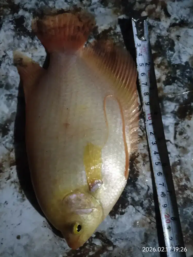 Ikan Gurame Padang