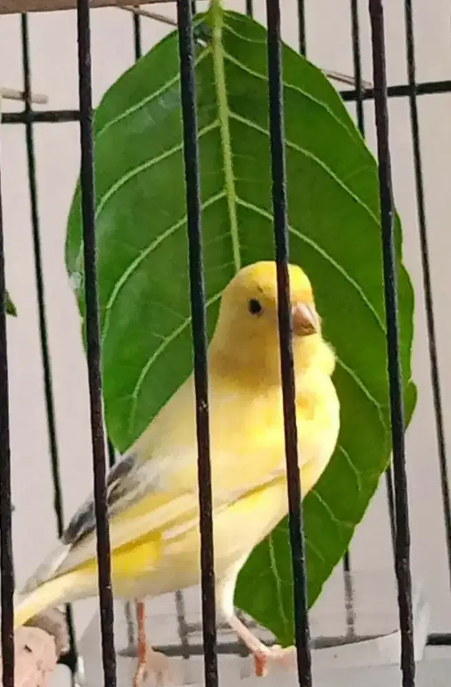 Dijual kenari kuning extra joss JANTAN 1000% full set