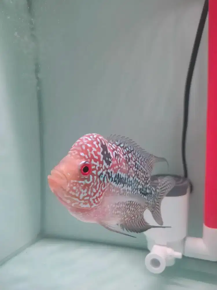 Louhan Kamfa F3 (Line GB)