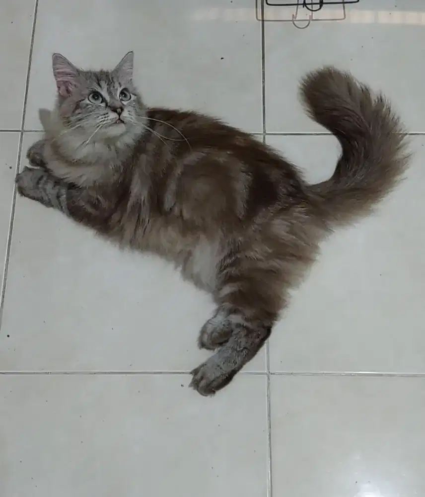Kucing mainecoon mix himalaya betina dewasa 1tahun