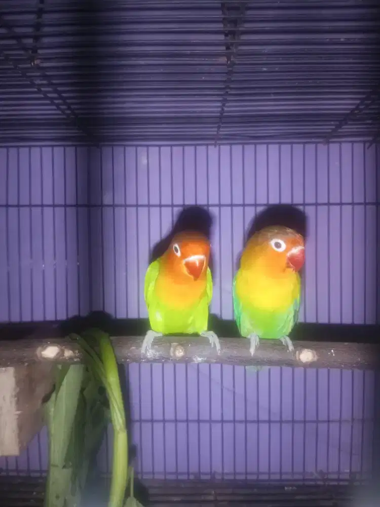 Lovebird paruh merah