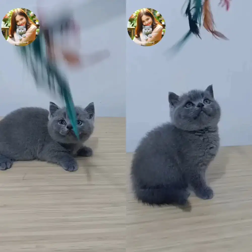 OB BSH British Shorthair Sepasang