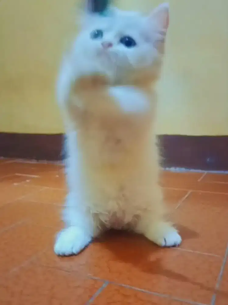 Munchkin BSH White Solid Female Blue Eyes