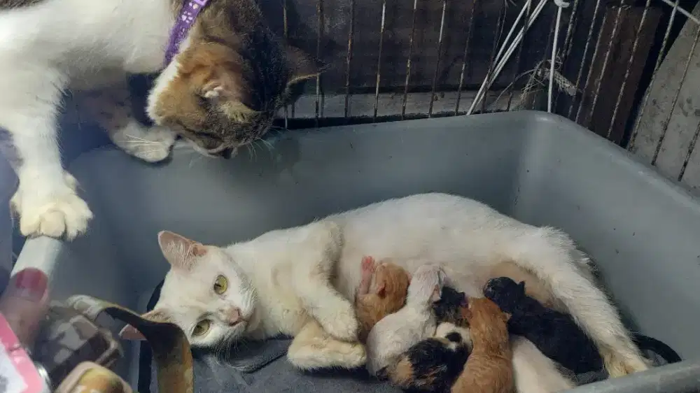 Betina jinak manja bawa anak 5