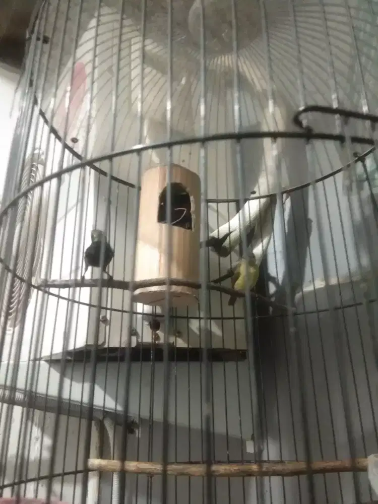 Konin trotol sepasang