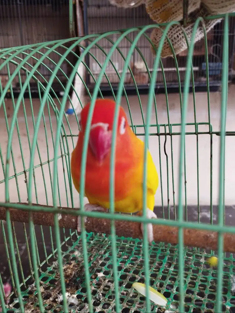 Burung Lovebird / LB