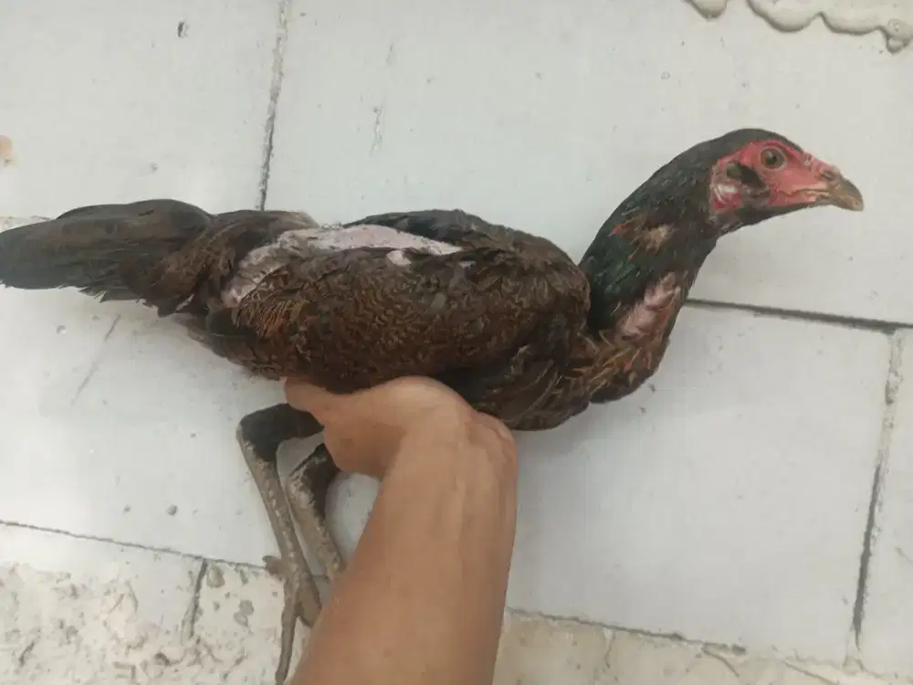 Ayam betina mangon brewok