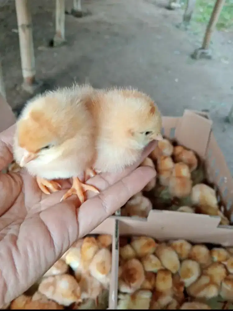 JUAL DOC AYAM BROILER PEDAGING ,BANDUNG BARAT-PADALARANG SIAP KIRIM