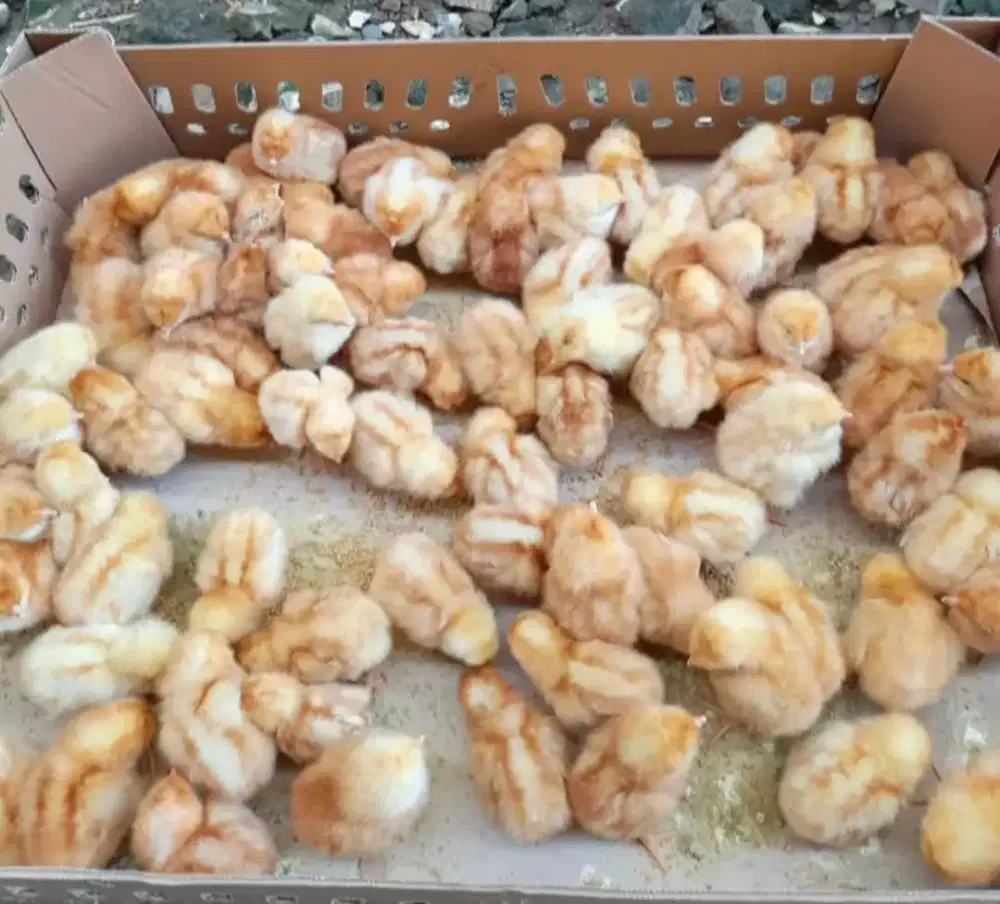 JUAL DOC Anak Ayam Petelur Super BANDUNG SUMEDANG SIAP KIRIM