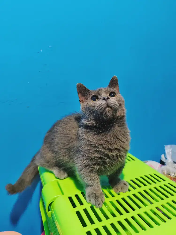 BSH MUNCHKIN JANTAN BLUE SOLID KITTEN