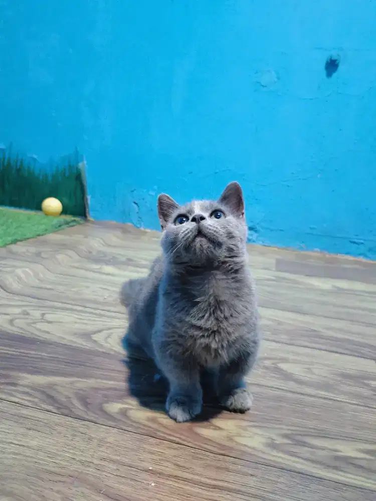 MUNCHKIN BSH BLUE SOLID JANTAN