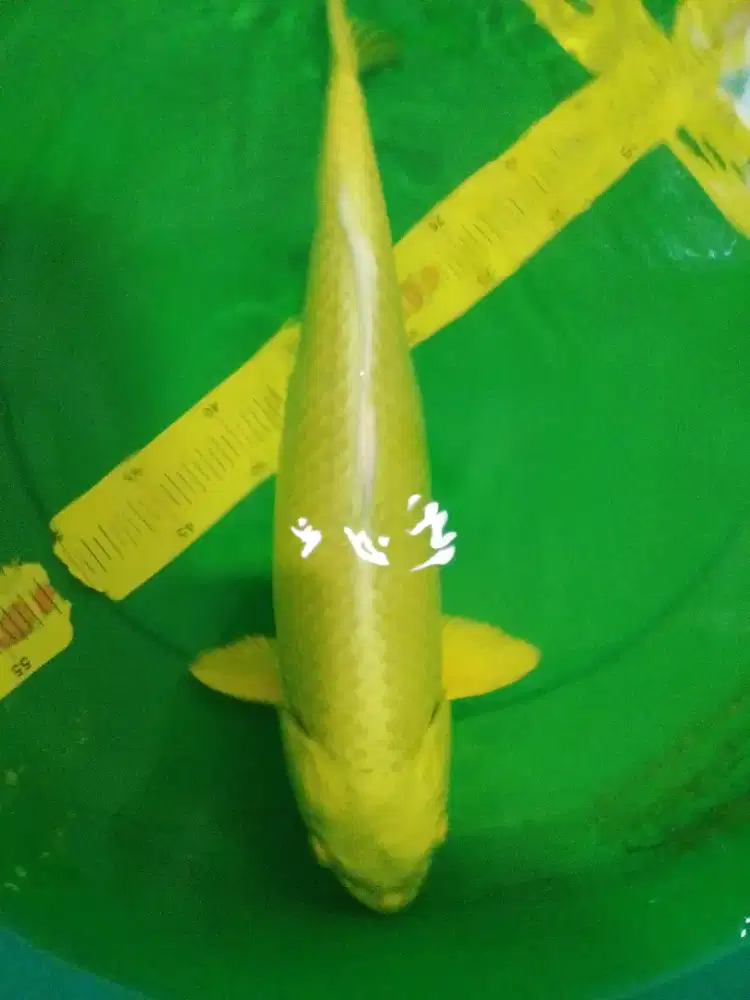 Ikan koi jenis Ogon 45cm female