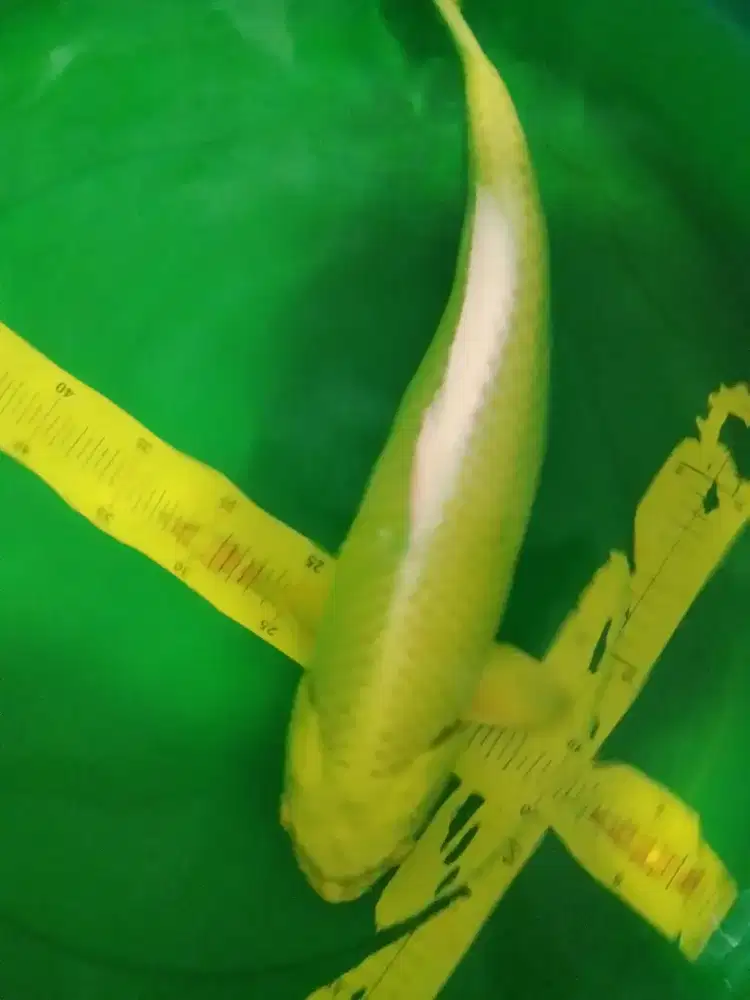 Ikan koi jenis Ogon 45cm female