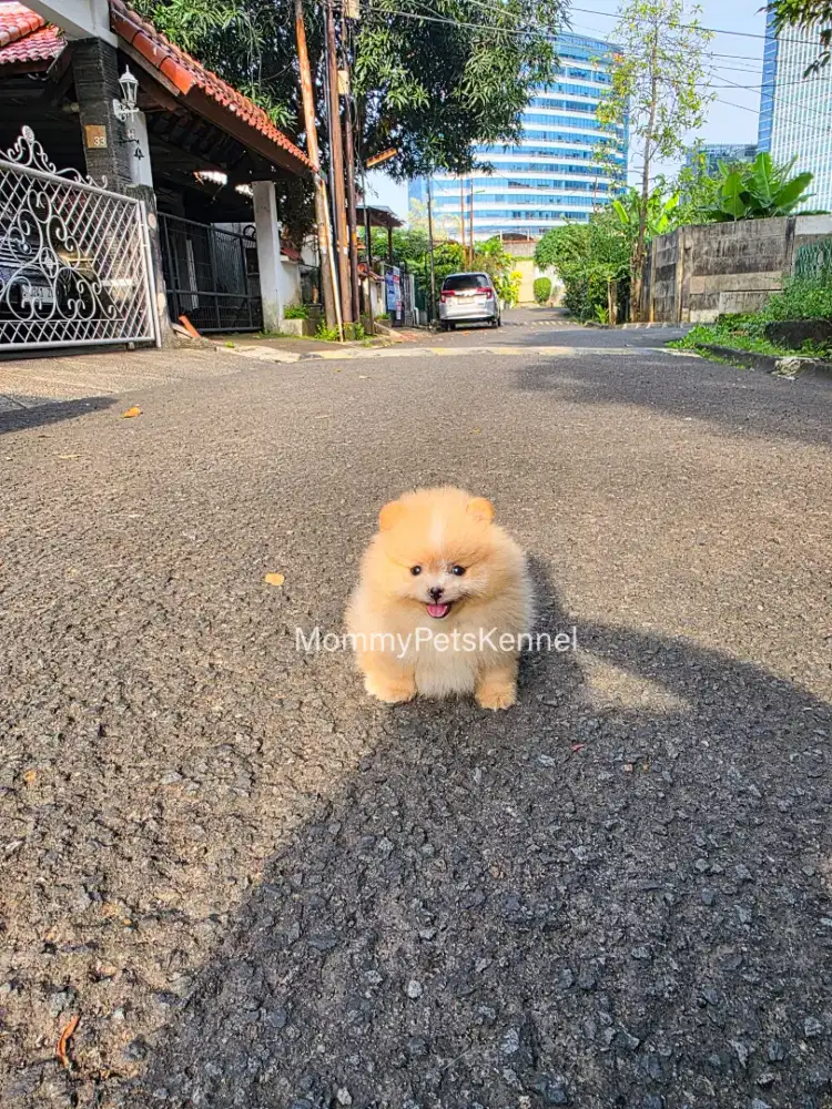 Anjing pug puppy dog pug