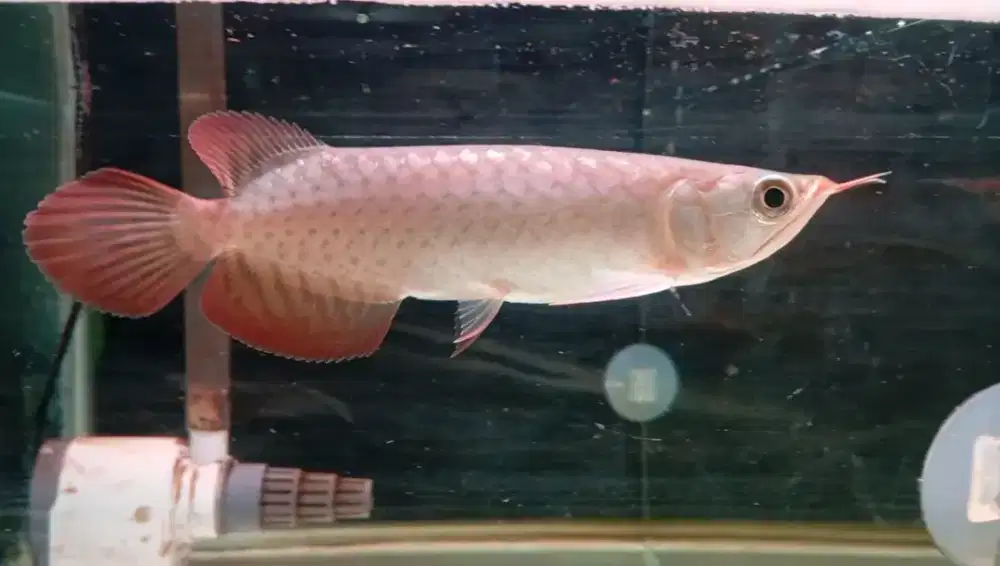 Arwana super red 18cm