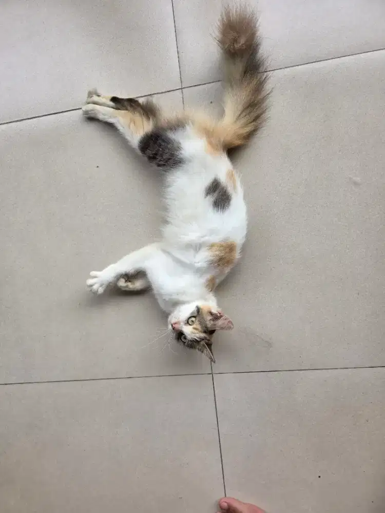 Dijual kucing cantik mahar cukup disayang