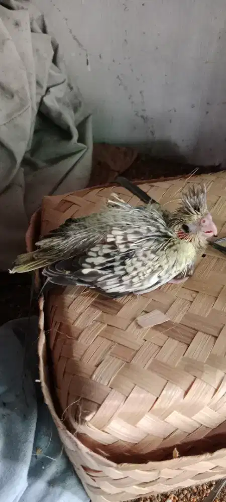 Burung falk lolohan siap di latih