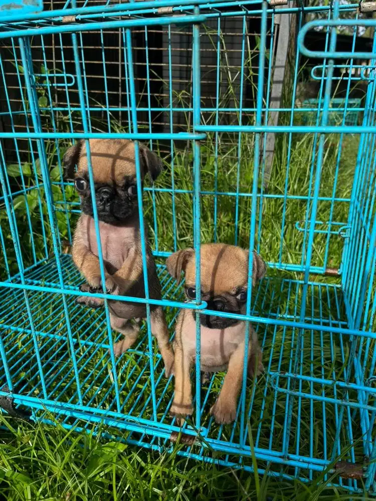 pug betina non stb sudah vaksin