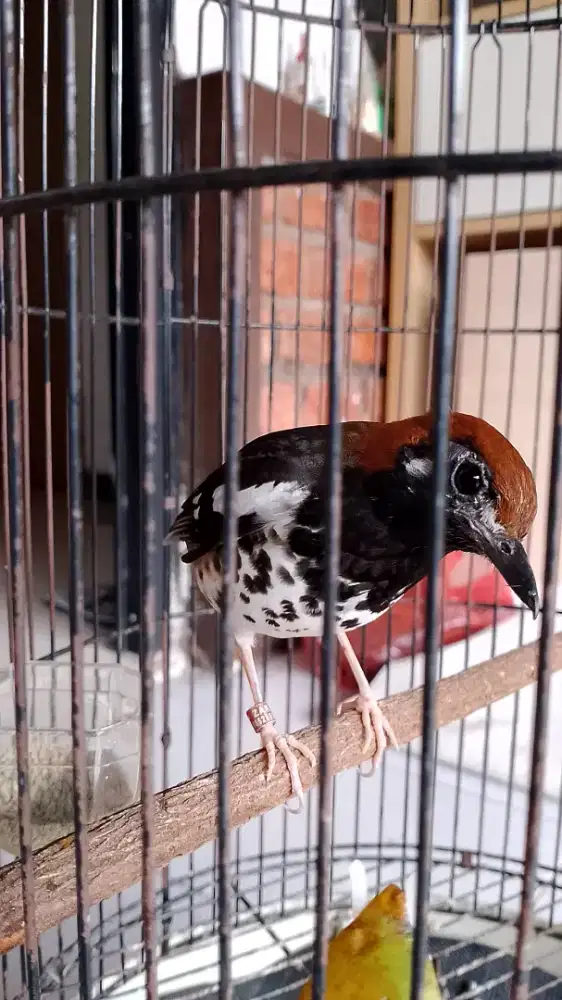 Jual bosan Anis kembang dan pentet jabar