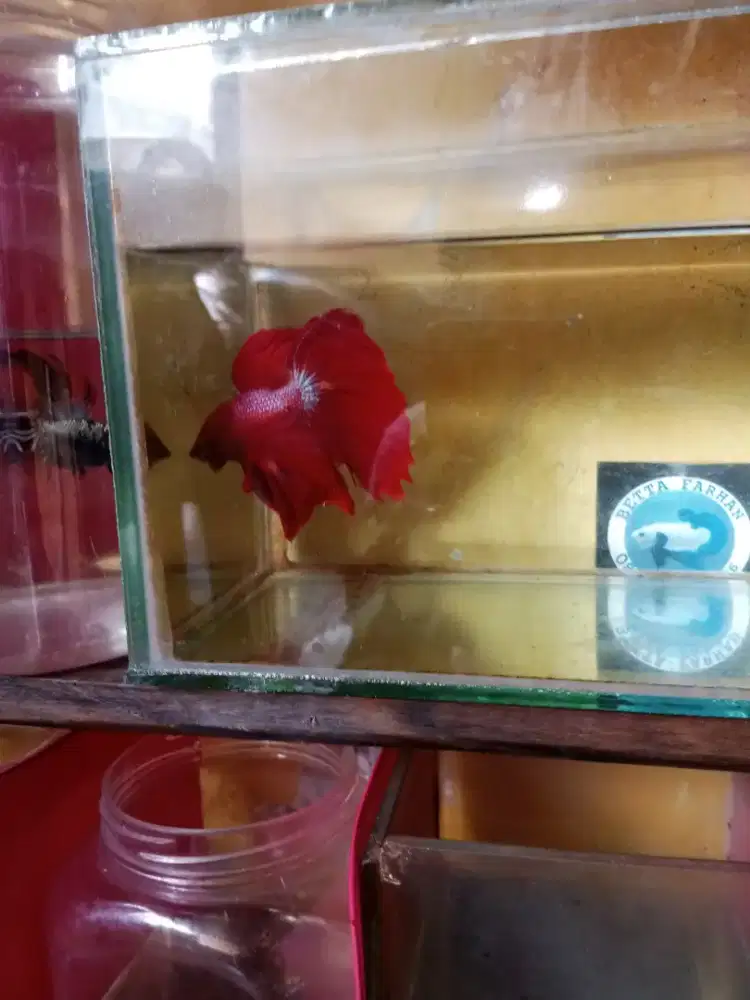 Halfmoon Giant super red