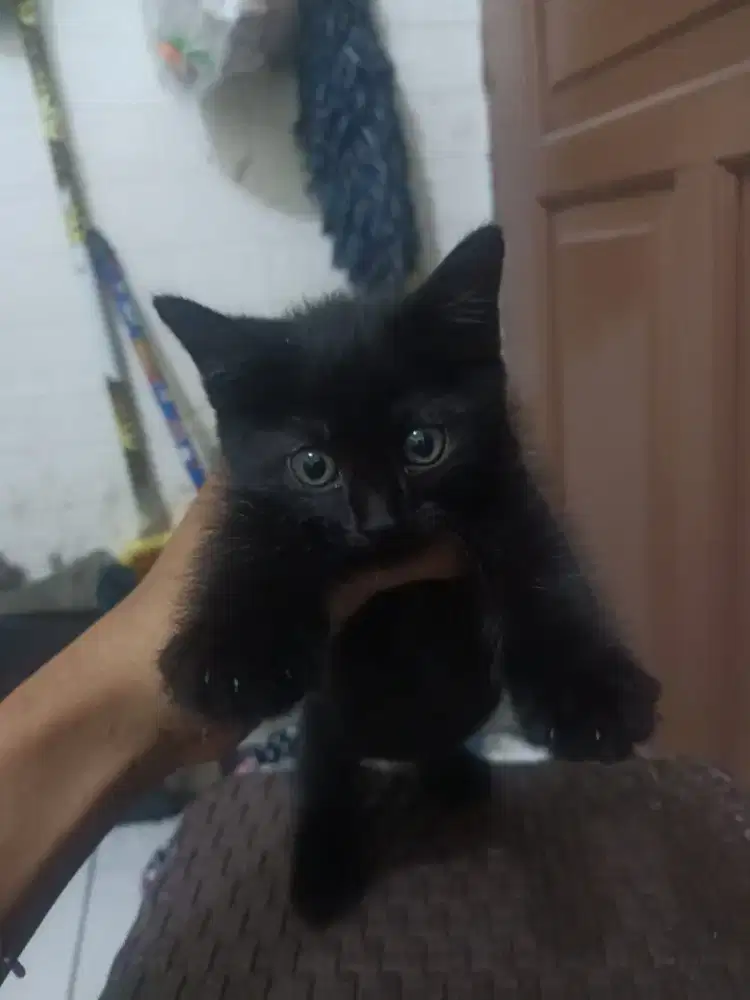 Kucing BSH Mix warna Hitam