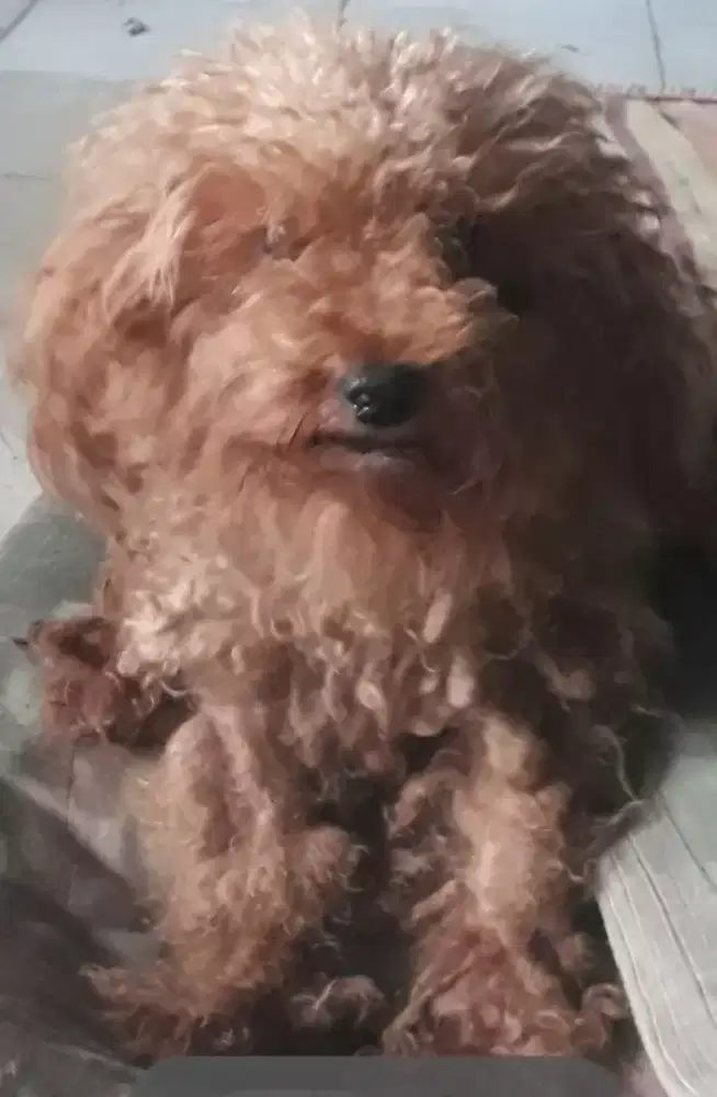 Adopsi anjing poodle