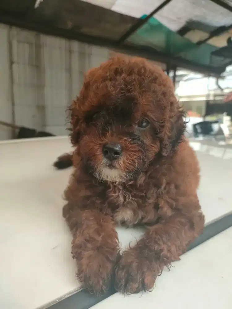 Anjing shitzhu poodle