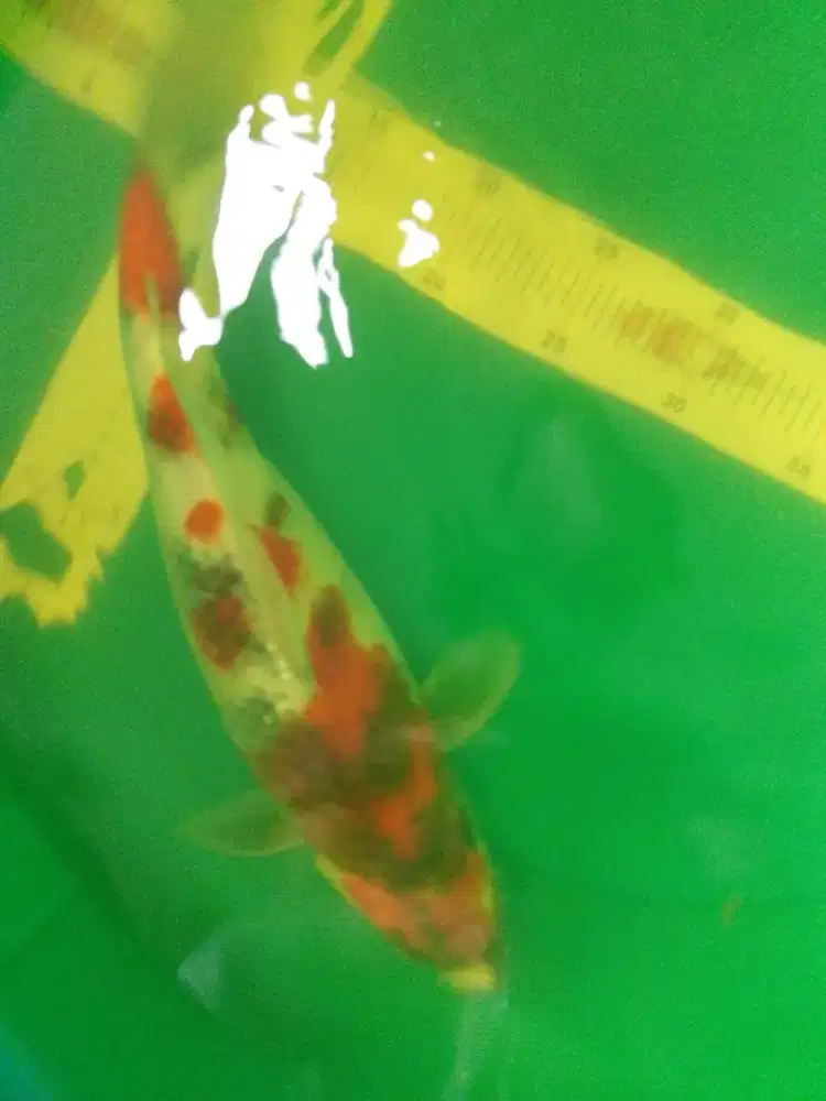 Ikan koi jenis Kage Showa 42cm bagus