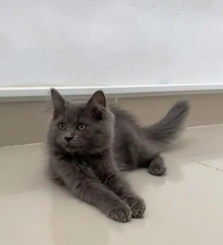 Kucing mix British Longhair Abusolid jantan