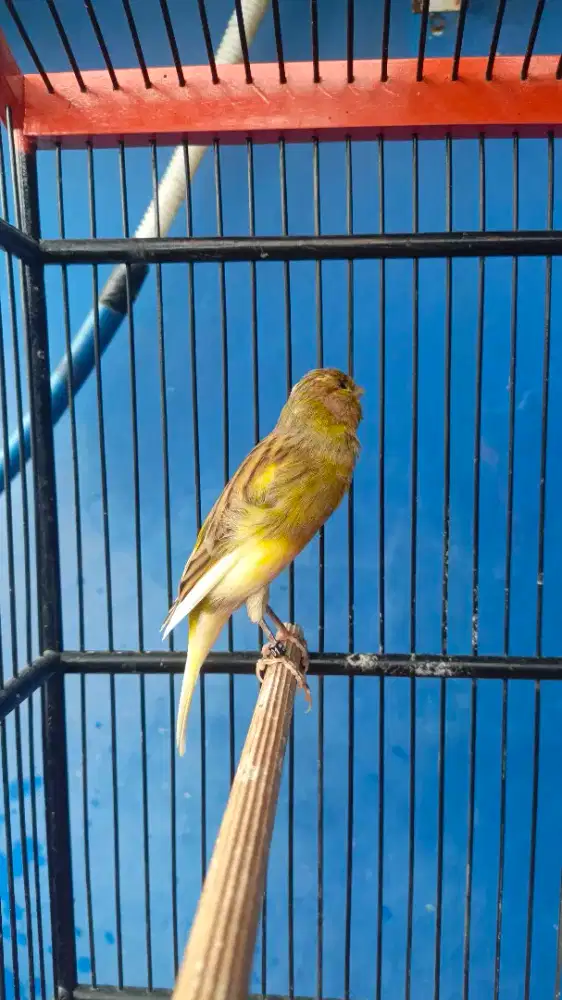 Kenari silangan Gbsf x af