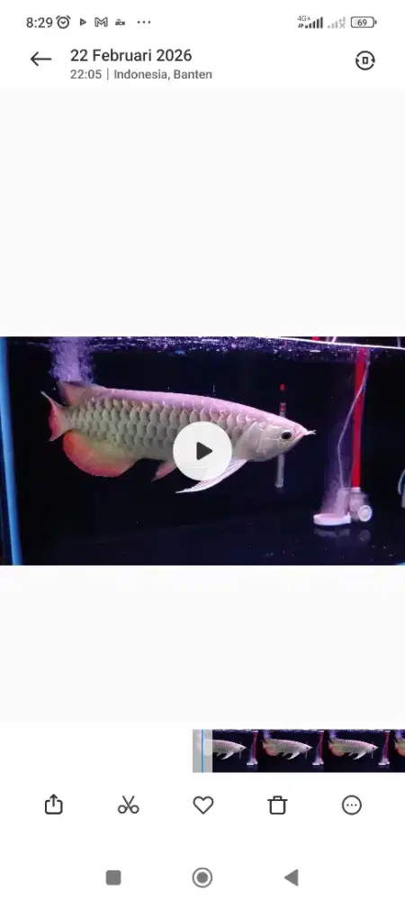 Aquarium 88cm dan ikan arwana size 45-50cm