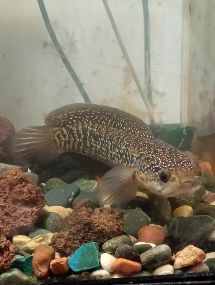 Channa Asiatica Kalimaya