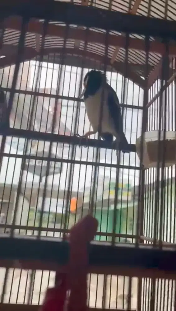 Jual Burung Jalak Suren