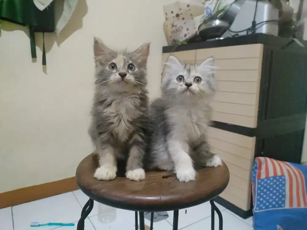 Kucing kitten persia mix mainecoon / himalaya / anggora / peaknose