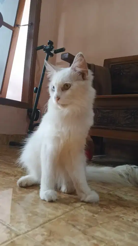 Kucing Persia mix mainecoon
