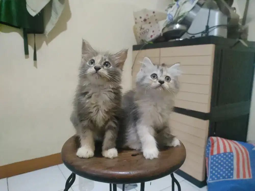 Kucing kitten persia mix mainecoon / anggora / peaknose / himalaya