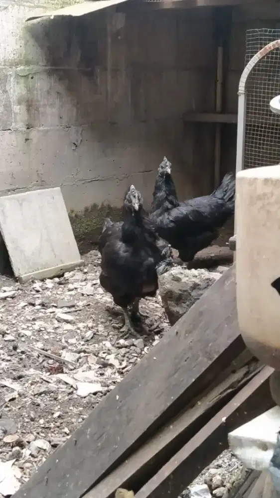 Ayam cemani betina