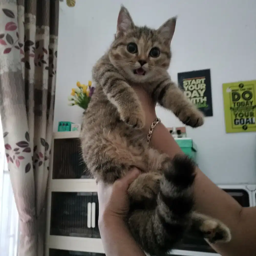 British Shorthair mix Scottish