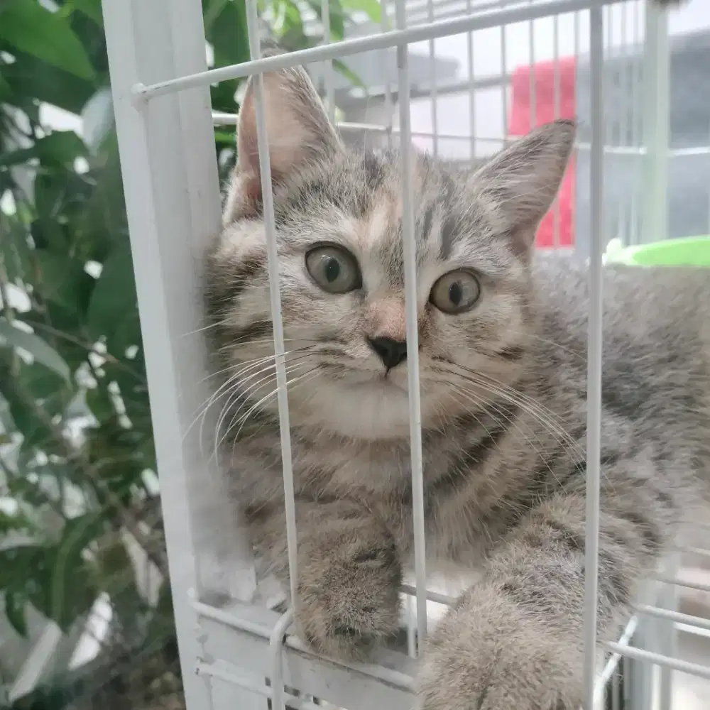 British Shorthair mix Scottish