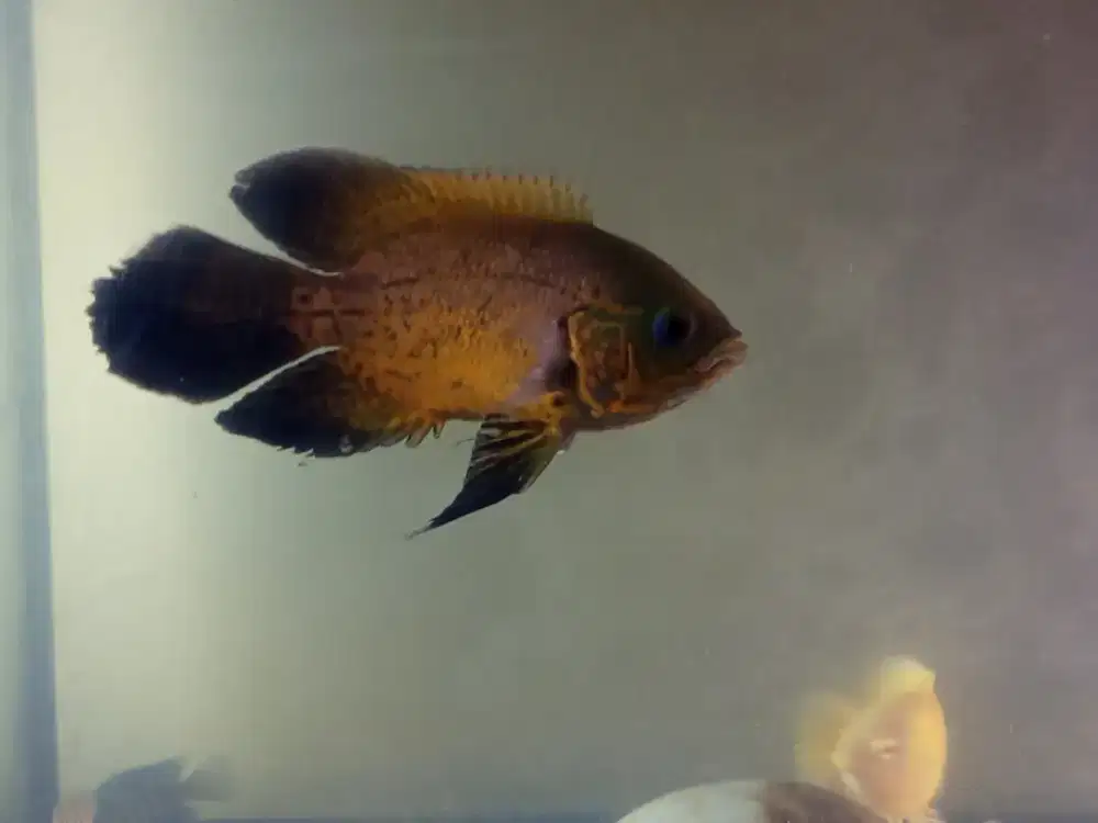 Ikan oscar paris tembaga slayer size 4 jari