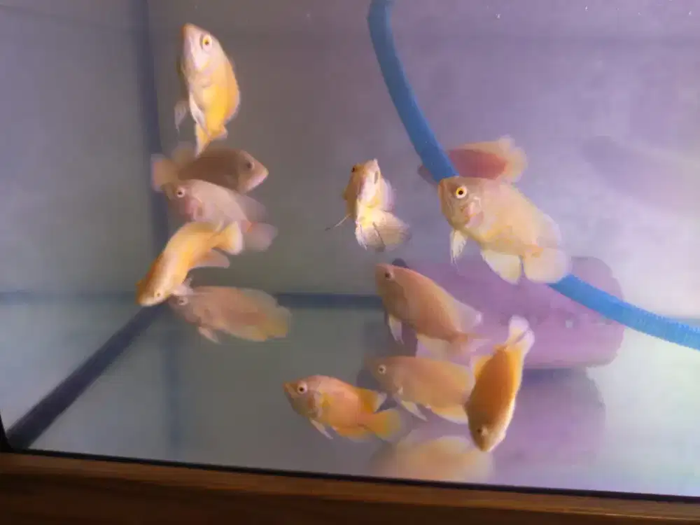 Ikan hias albino tiger atau batik.size kurleb 3 jari