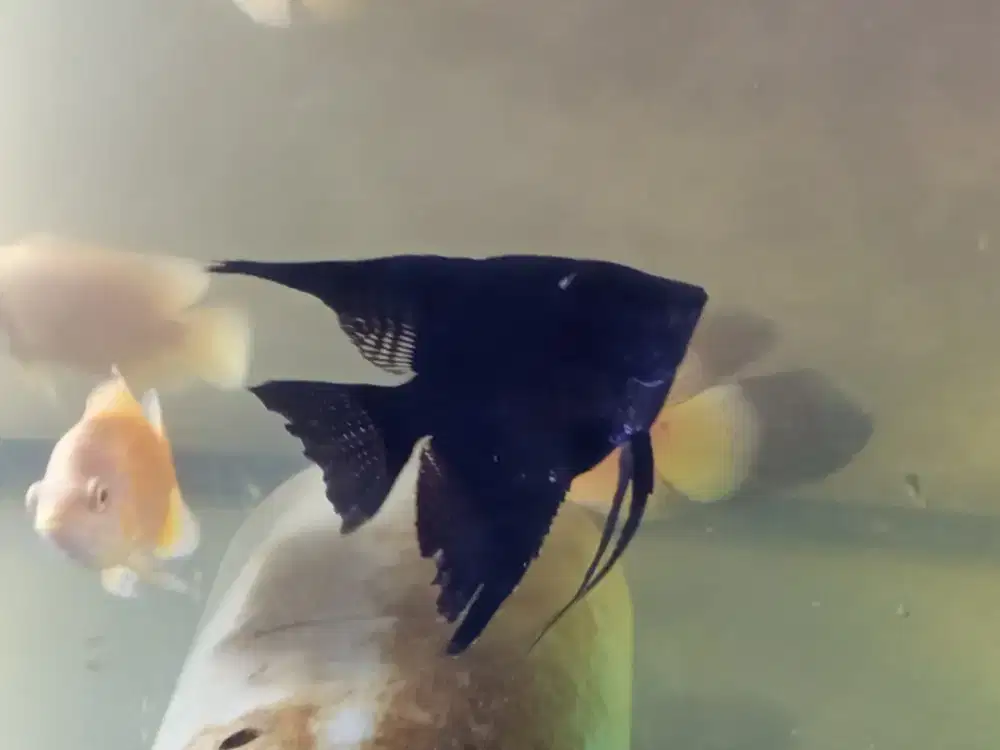 Ikan layang size indukan