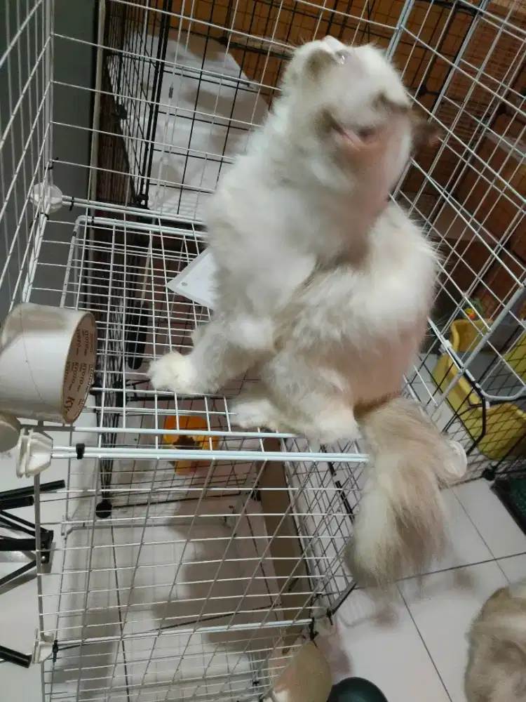 Kucing - Ragdoll - Betina