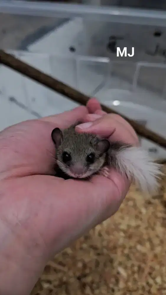 Dormice 3 pasang cocok untuk ternak